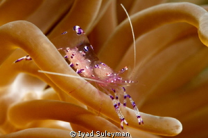 Commensal shrimp with eggs by Iyad Suleyman 